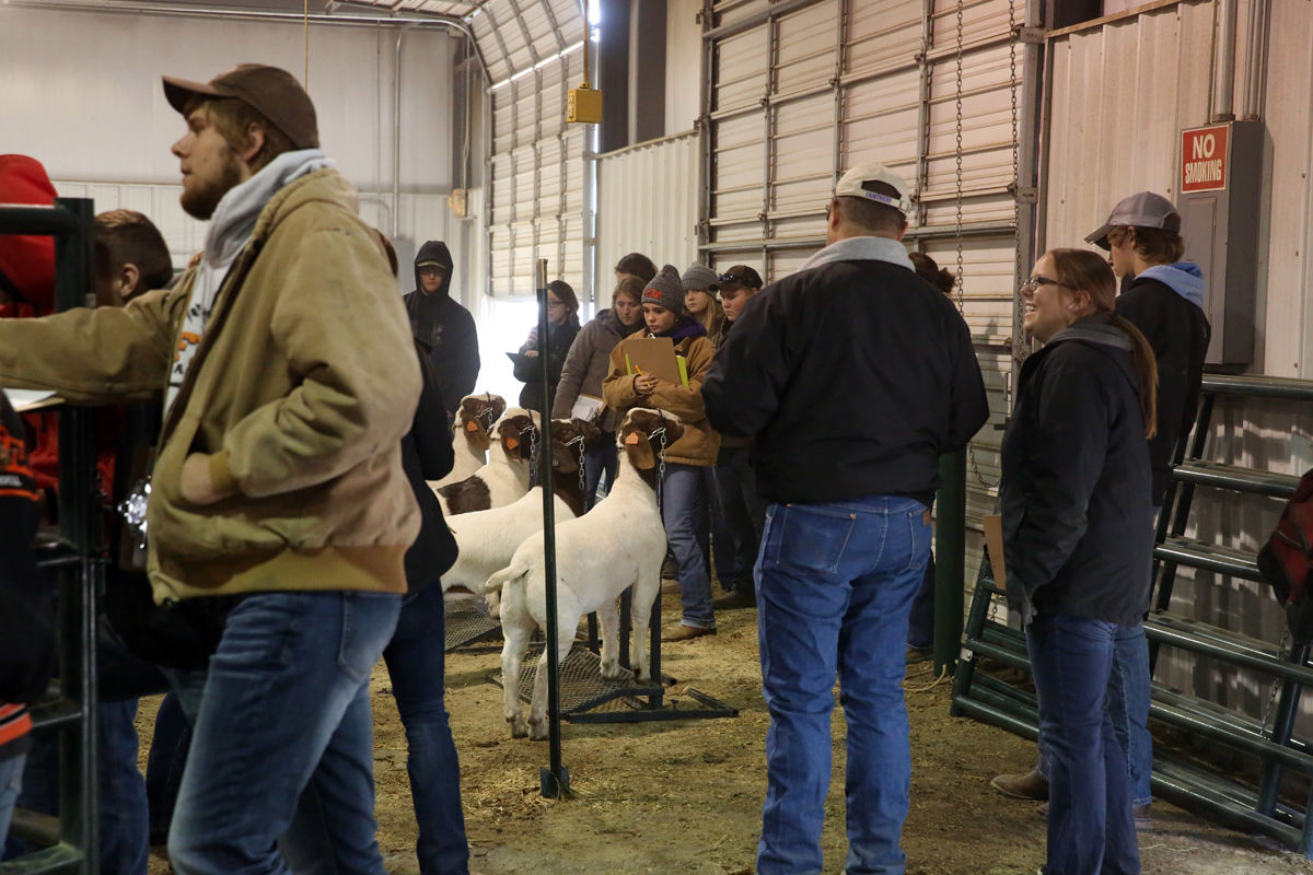 FFA Livestock Judging (2).JPG